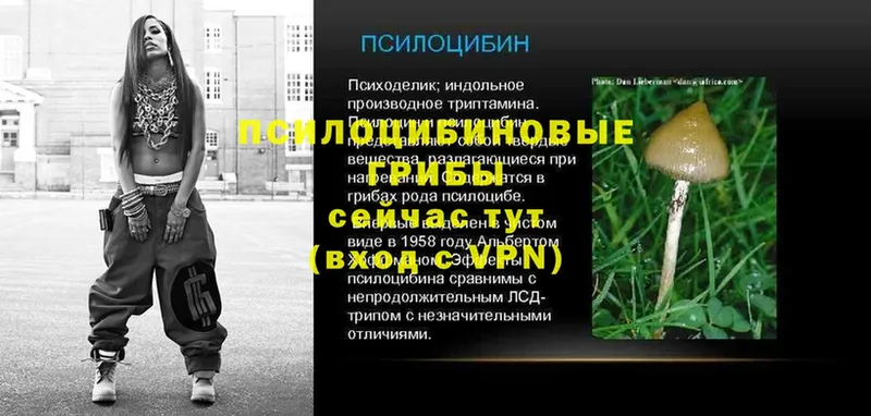 ссылка на мегу   Ковылкино  Галлюциногенные грибы Psilocybe  наркота 